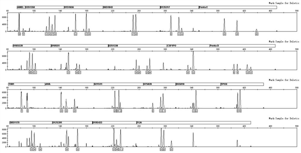 Method for realizing sperm cell separation of mixed spot sample based on polypeptide modified membrane