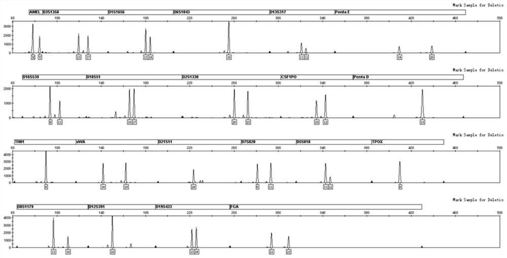 Method for realizing sperm cell separation of mixed spot sample based on polypeptide modified membrane