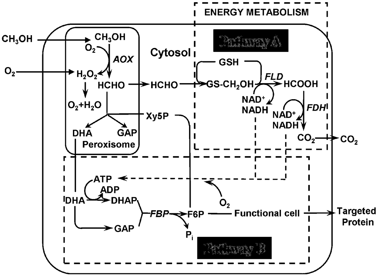 Method for intensifying expression of heterologous protein by MutS type pichia pastoris