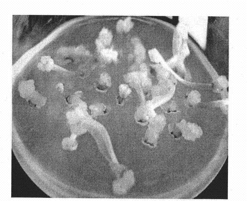 A method for repeatedly regenerating leaves of test-tube plantlets of wheat