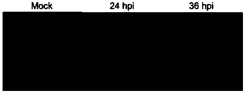 Application of hpse gene in screening pigs resistant to PRRS