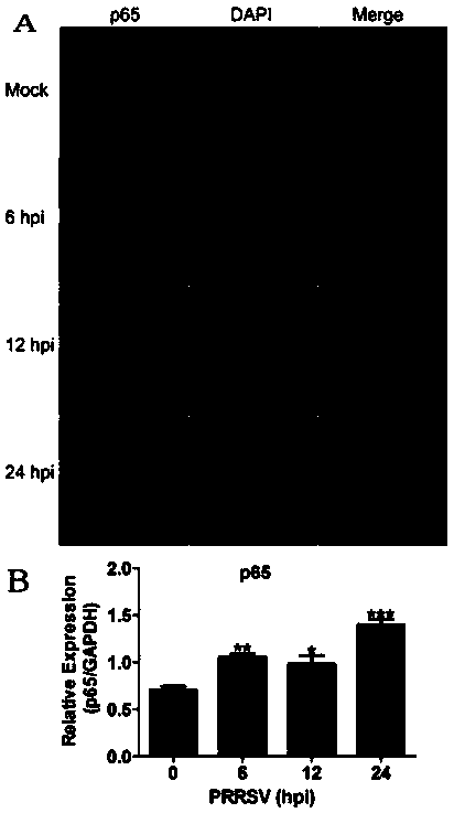 Application of hpse gene in screening pigs resistant to PRRS