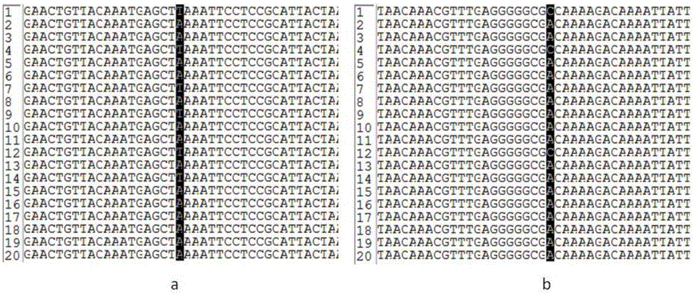 SNP markers related to grass carp growth speed and application thereof