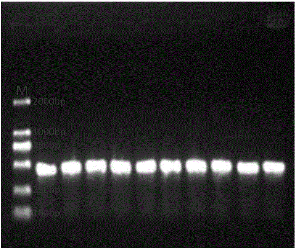 SNP markers related to grass carp growth speed and application thereof