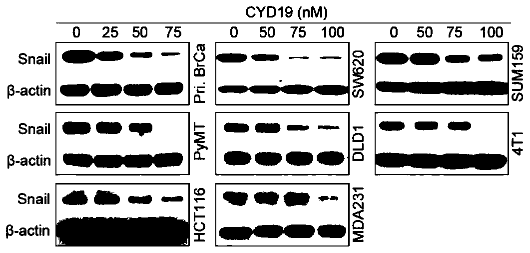 Compound CYD19 or pharmaceutically acceptable salt thereof as Snail inhibitor, and preparation method, pharmaceutical composition and application of compound CYD19 or pharmaceutically acceptable salt thereof