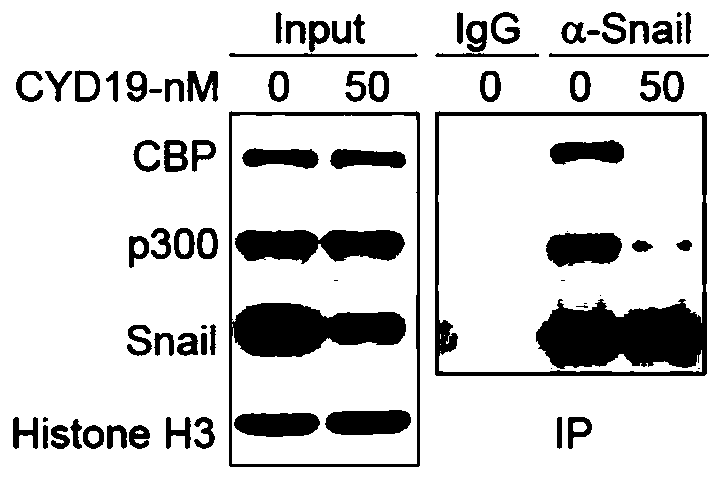 Compound CYD19 or pharmaceutically acceptable salt thereof as Snail inhibitor, and preparation method, pharmaceutical composition and application of compound CYD19 or pharmaceutically acceptable salt thereof