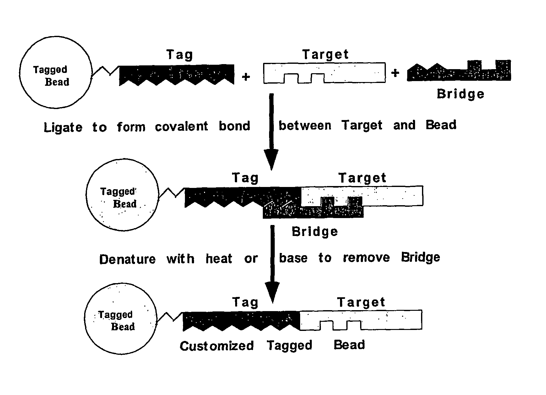 Nucleic acid anchoring system comprising covalent linkage of an oligonucleotide to a solid support