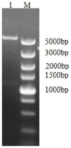 B cell epitope polypeptide of cysteine protease inhibitor of trichina at intestinal tract period, hybridoma cell strain, monoclonal antibody and application