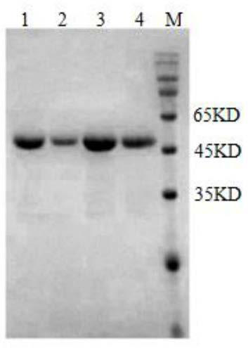 B cell epitope polypeptide of cysteine protease inhibitor of trichina at intestinal tract period, hybridoma cell strain, monoclonal antibody and application