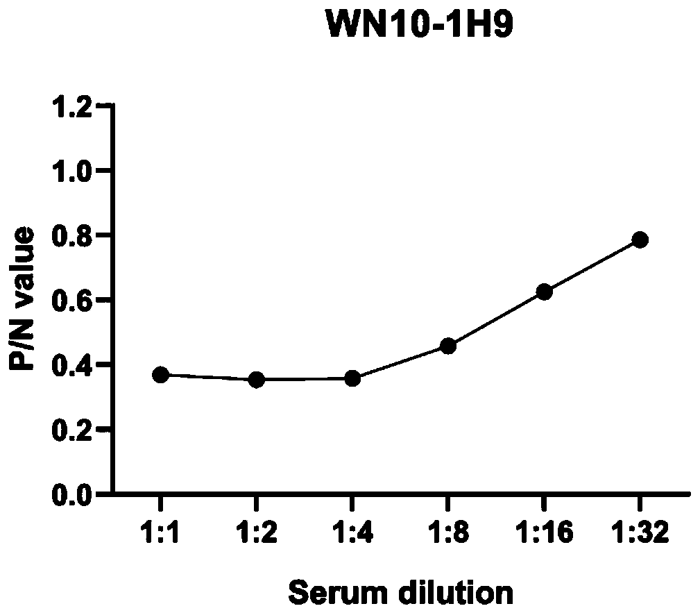 B cell epitope polypeptide of cysteine protease inhibitor of trichina at intestinal tract period, hybridoma cell strain, monoclonal antibody and application