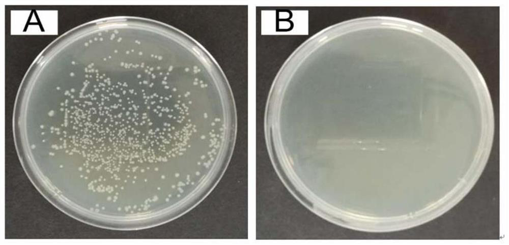 A method for preparing antibacterial and antifouling separation membranes by surface graft modification