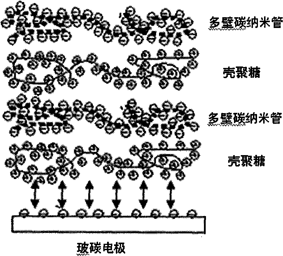 Electrochemical biosensor based on chitosan-immobilized acetylcholinesterase and application thereof