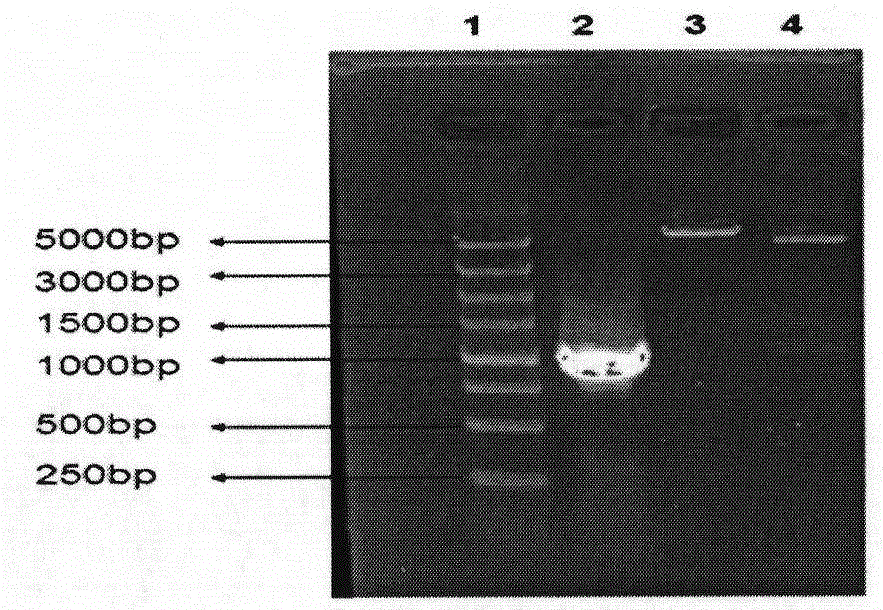 Construction method for DCN gene overexpression vector of cashmere goat