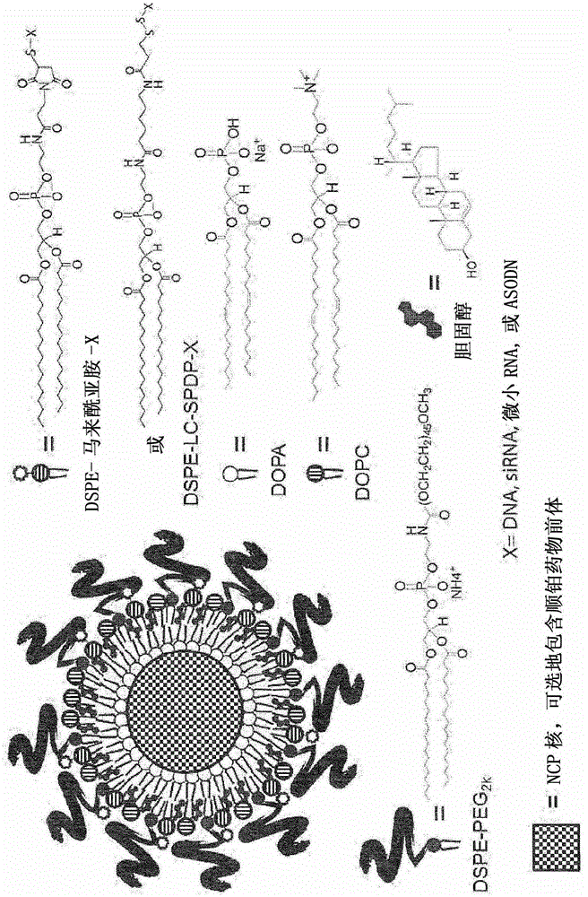 Nanoscale carriers for the delivery or co-delivery of chemotherapeutics, nucleic acids and photosensitizers