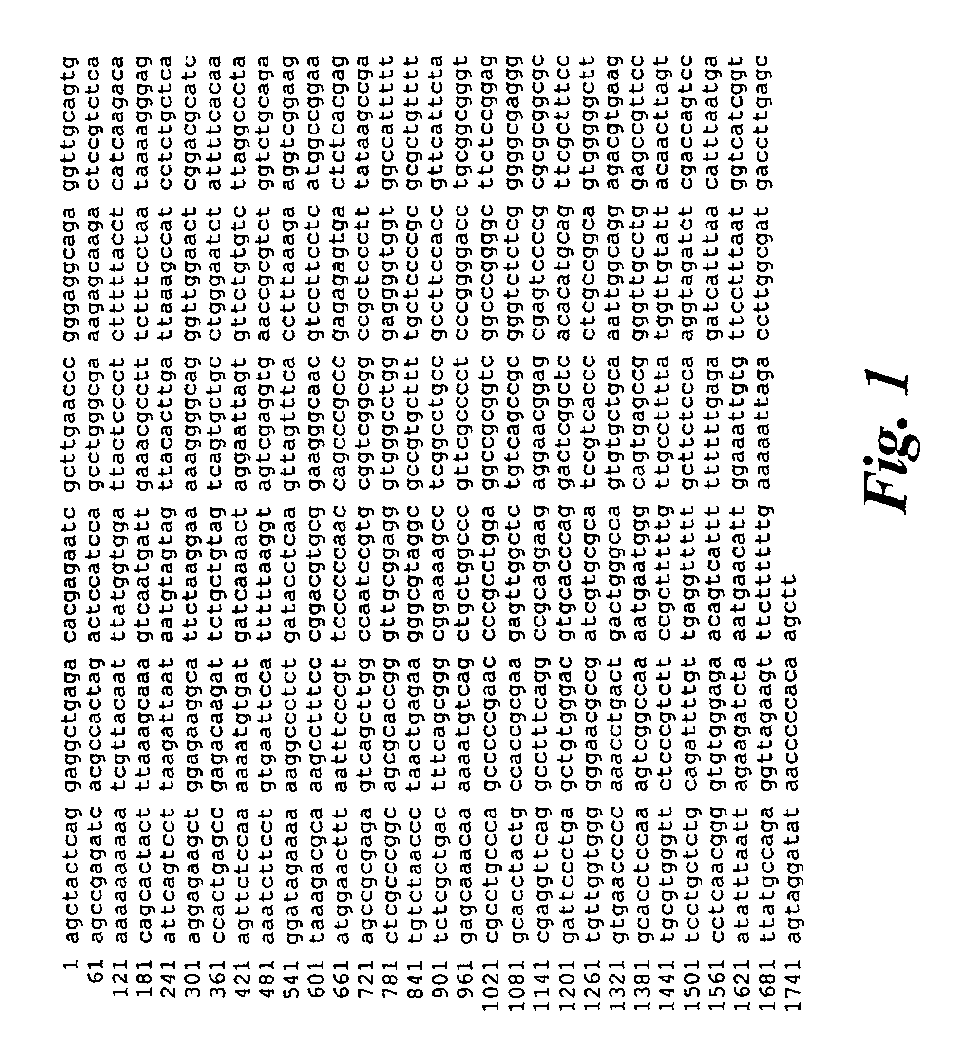 Promoter regions of the mouse and human telomerase RNA component genes