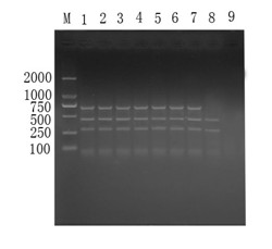 PRV, PCV-2, PPV multiple PCR (Polymerase Chain Reaction) detection kit