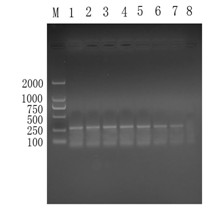 PRV, PCV-2, PPV multiple PCR (Polymerase Chain Reaction) detection kit