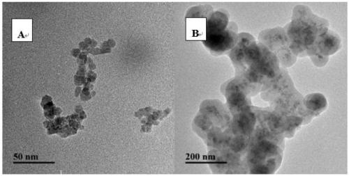 A method for detecting the specific immunoglobulin e of Penaeus lanceolata