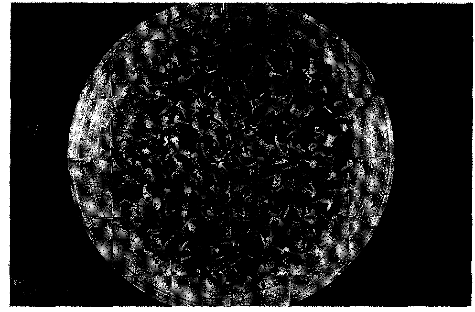 Simplified efficient culture method for brassica napus microspores