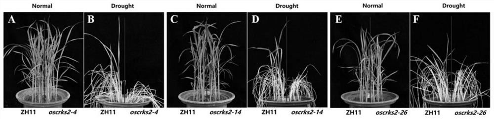 Application of OsCRKS2 gene in controlling drought resistance of rice