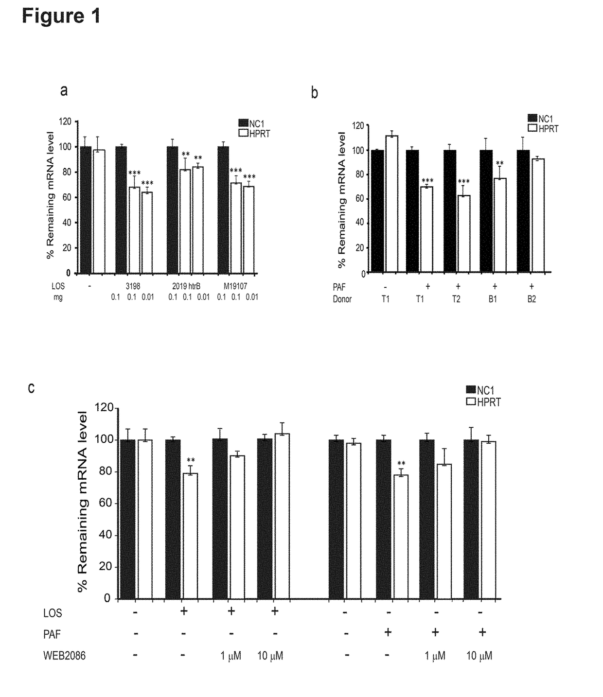 Methods of improving RNAi in well-differentiated airway epithelia