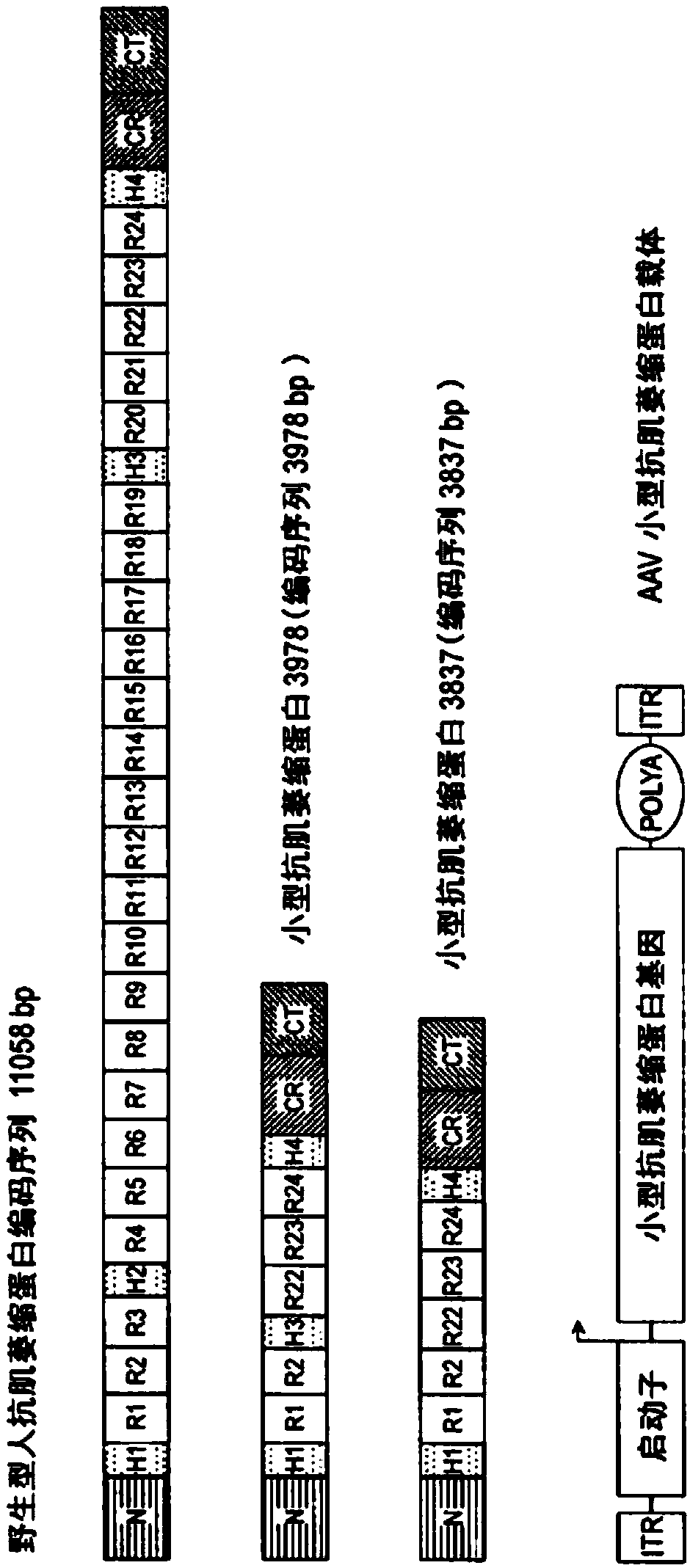 Optimized mini-dystrophin genes and expression cassettes and their use