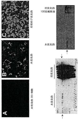 Optimized mini-dystrophin genes and expression cassettes and their use