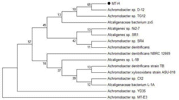 Application of Achromobacter sp. MT-H in degradation of di-2-ethyl hexyl phthalate (DEHP)