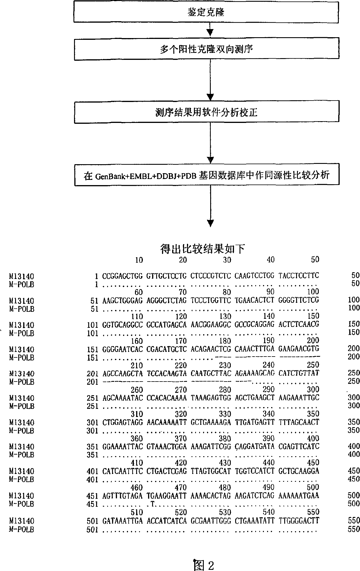 Human DNA polymerase beta mutant gene and its corresponding protein