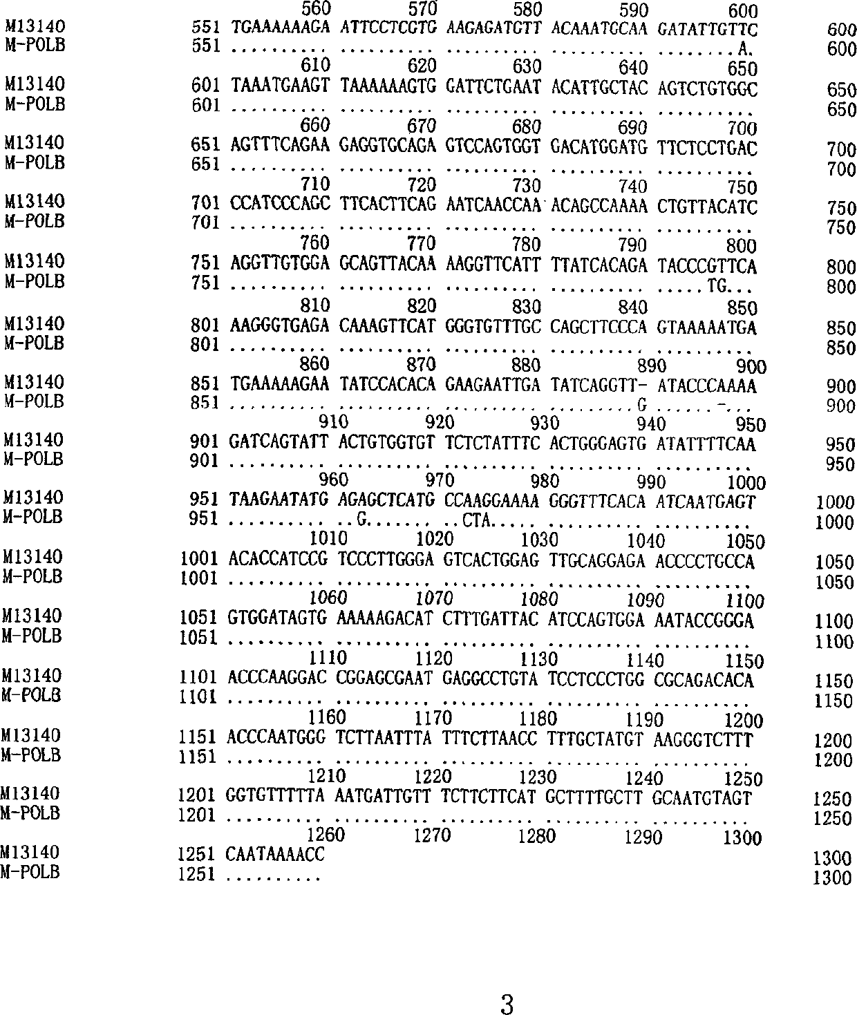 Human DNA polymerase beta mutant gene and its corresponding protein