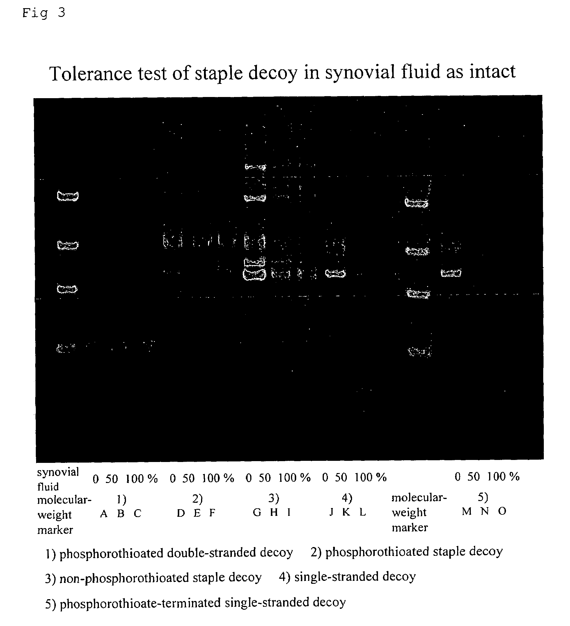 Staple type oligonucleotide and drug comprising the same