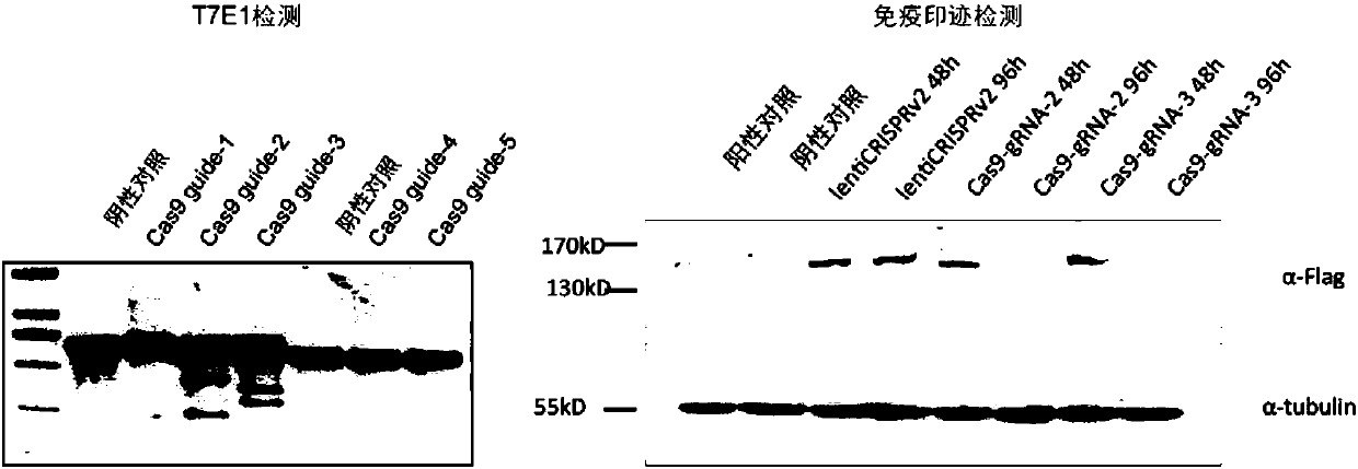 Highly specific CRISPR genome editing system