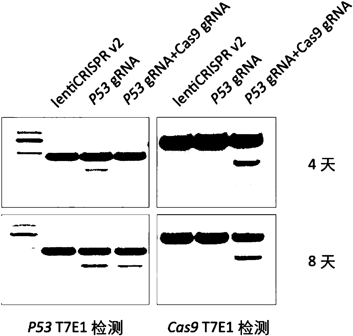 Highly specific CRISPR genome editing system