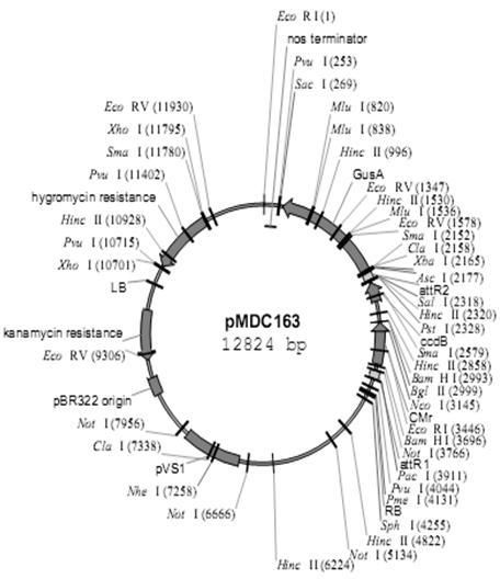 Inducible promoter containing W box as well as construction method and application to genetic engineering