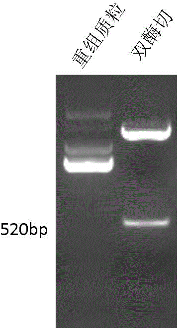 Crimean-Congo hemorrhagic fever virus nucleic acid molecule characteristic standard sample and its preparation method