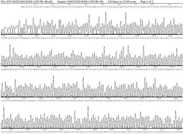 Crimean-Congo hemorrhagic fever virus nucleic acid molecule characteristic standard sample and its preparation method