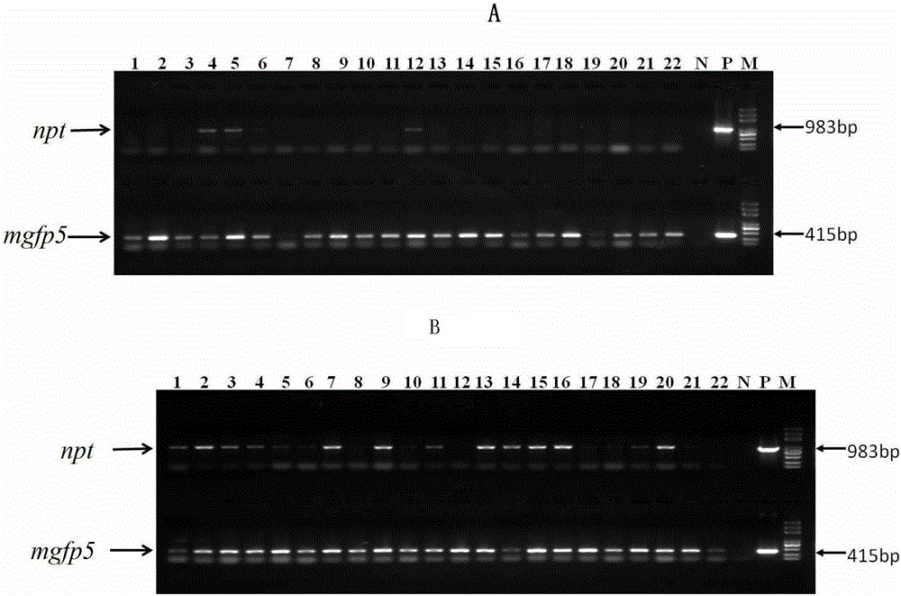 An optimized double t-DNA expression vector for obtaining non-selectable marker transgenic organisms and its application