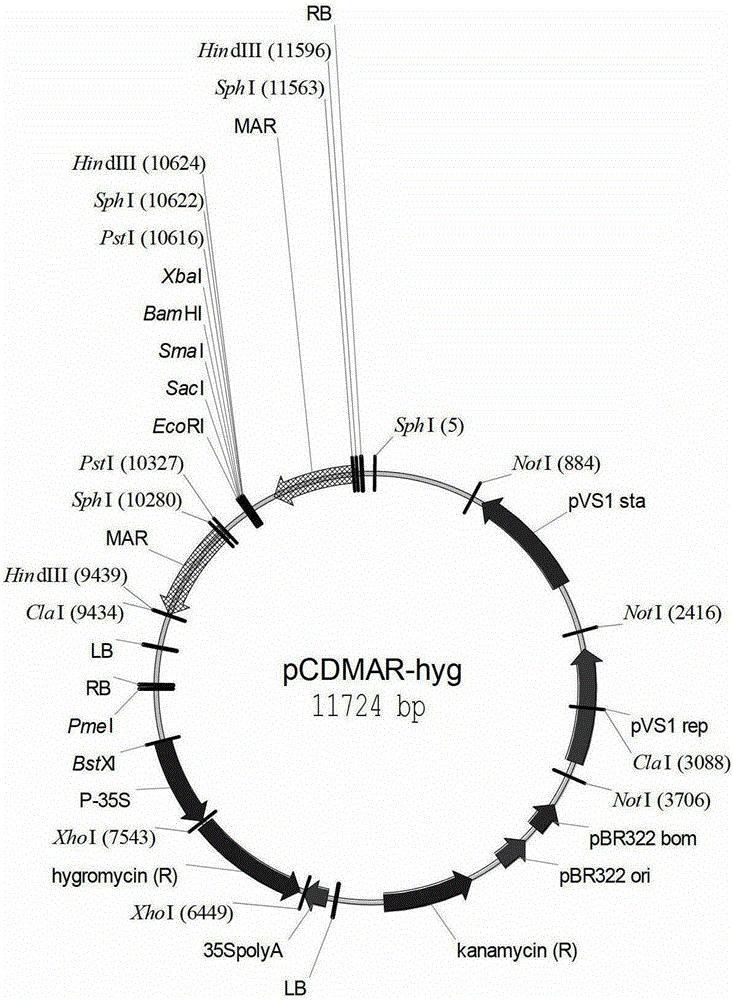 An optimized double t-DNA expression vector for obtaining non-selectable marker transgenic organisms and its application