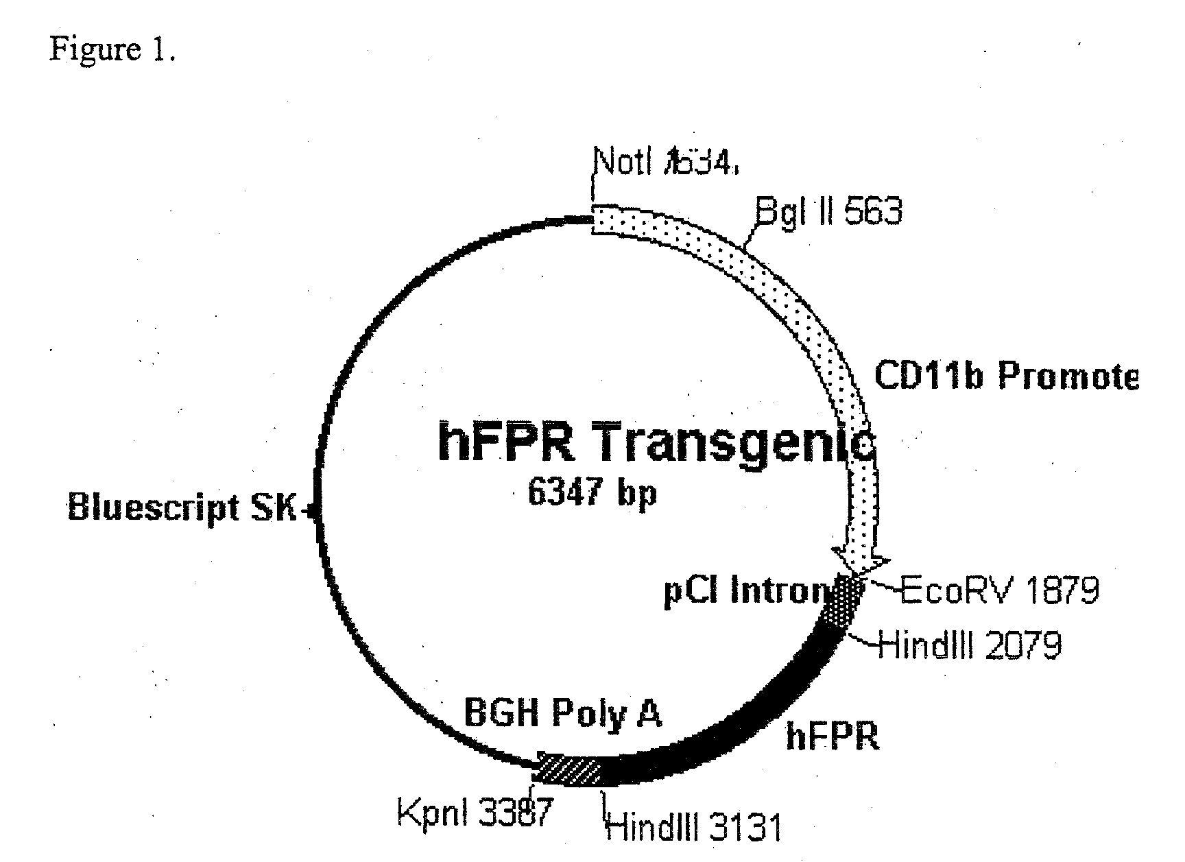 Transgenic mice expressing human formyl peptide receptor