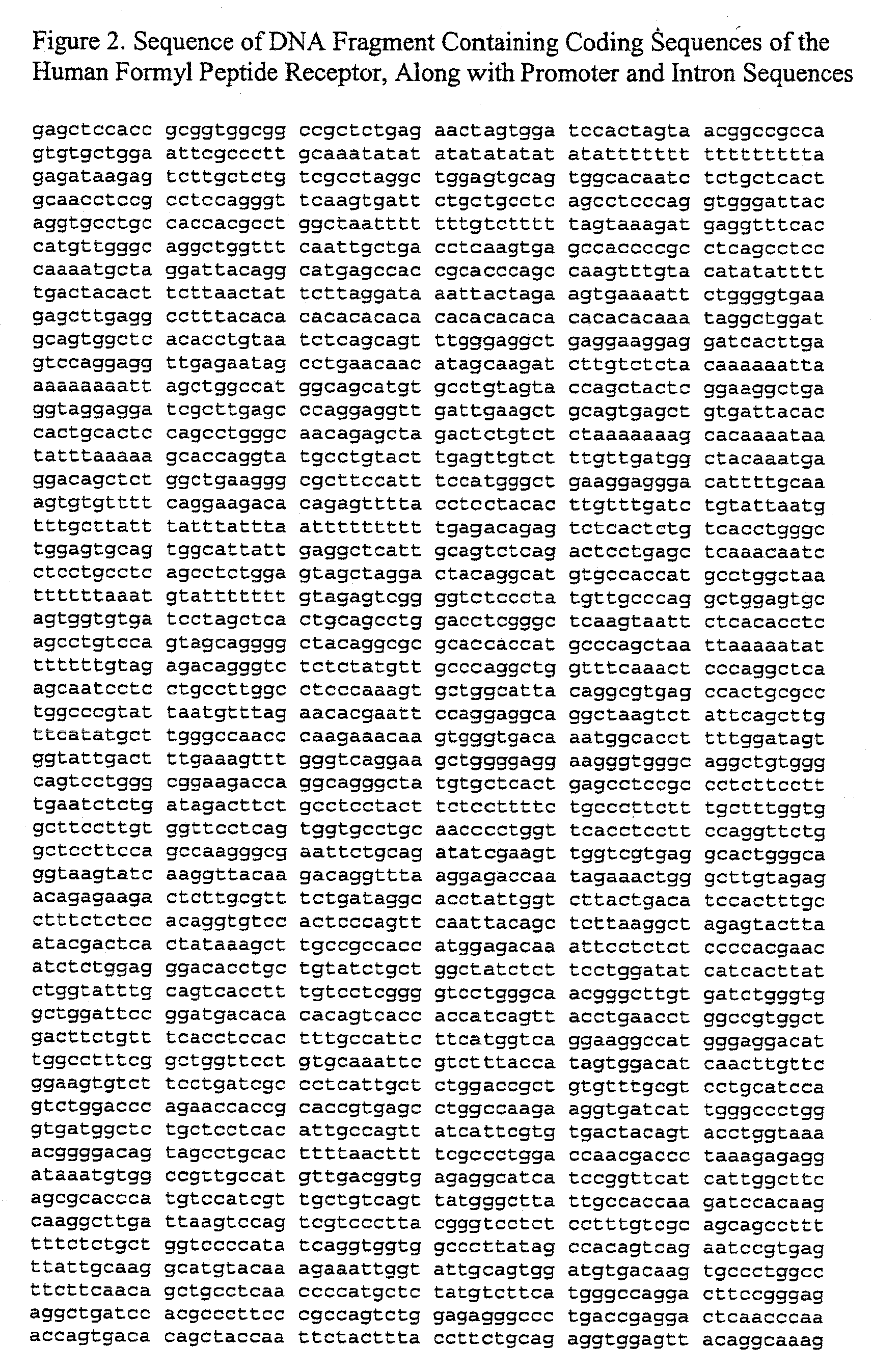 Transgenic mice expressing human formyl peptide receptor