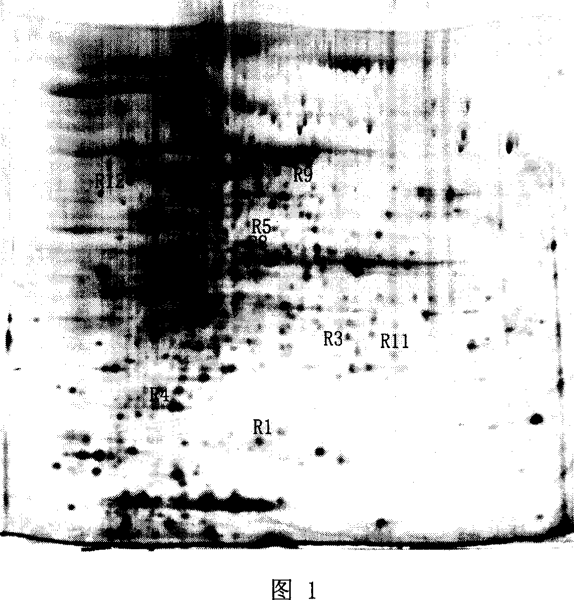 Method for screening Mycobacterium tuberculosis drug-resistant protein