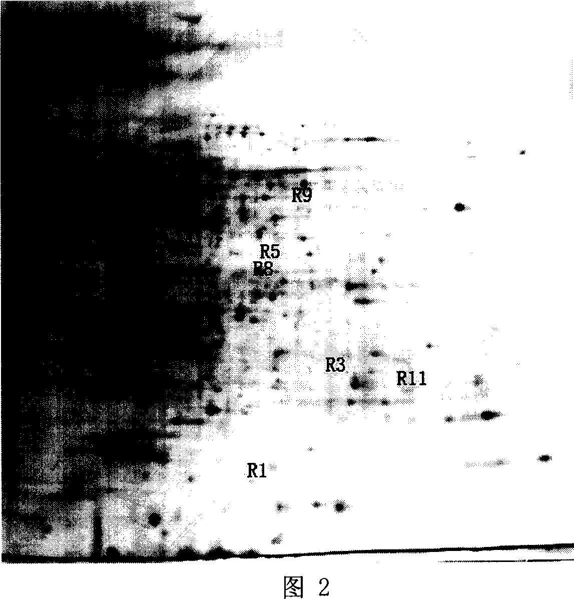 Method for screening Mycobacterium tuberculosis drug-resistant protein