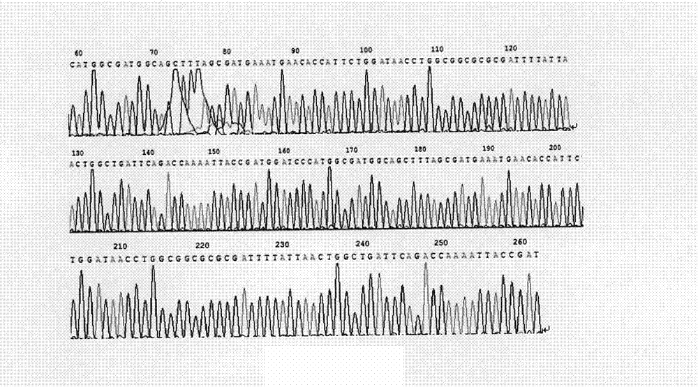 Two series major vault protein of glucagon-like peptide-2 of people and preparation method thereof