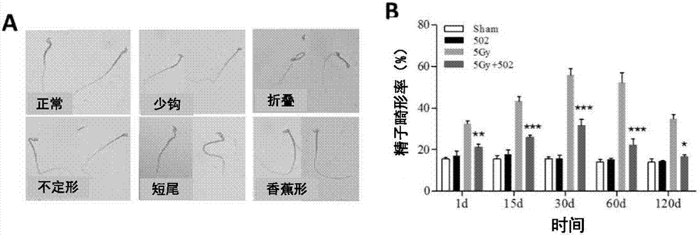 Application of flagellin derived polypeptide for preventing and treating chemoradiotherapy-induced damage of reproductive system