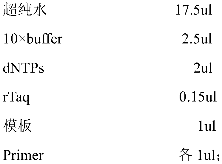 Molecular marker for identifying trachinotus ovatus and trachinotus blochii and application of molecular marker