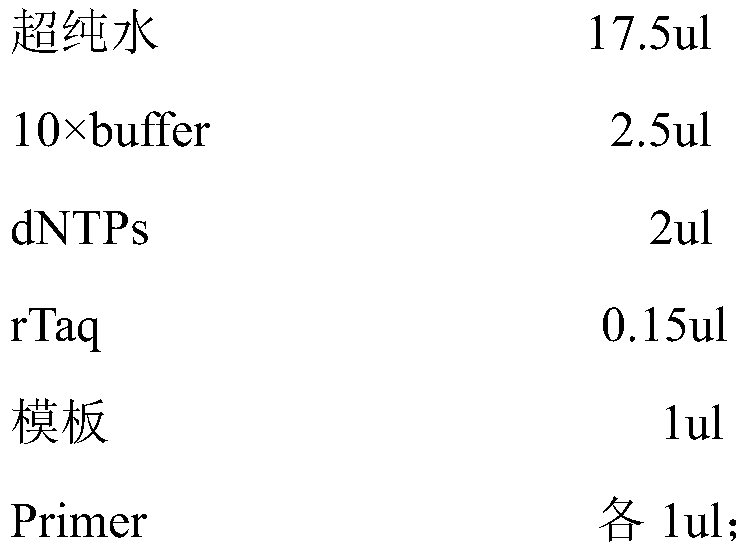 Molecular marker for identifying trachinotus ovatus and trachinotus blochii and application of molecular marker