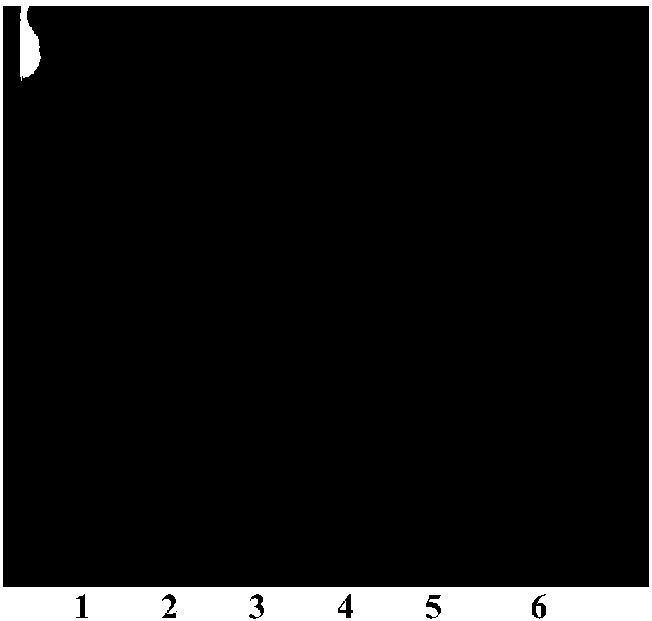 Identification method of mussaenda pubescens