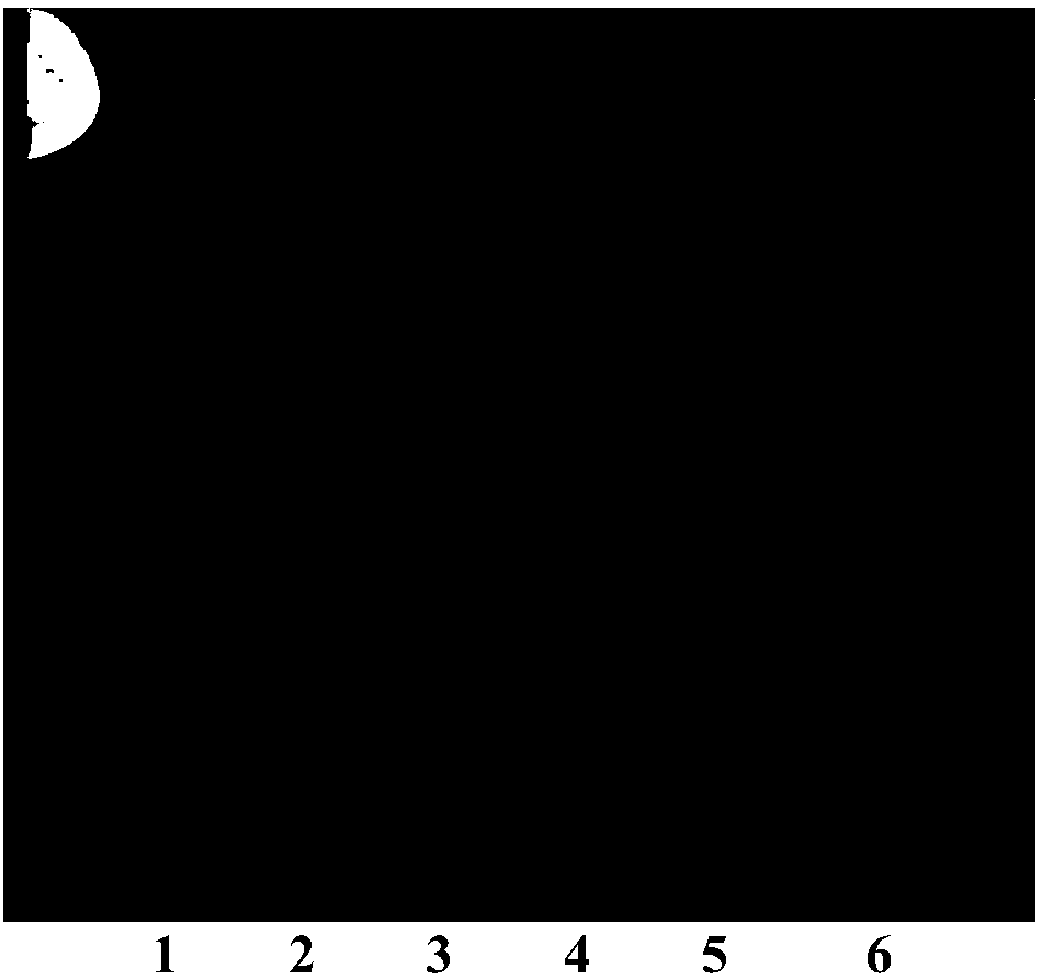 Identification method of mussaenda pubescens