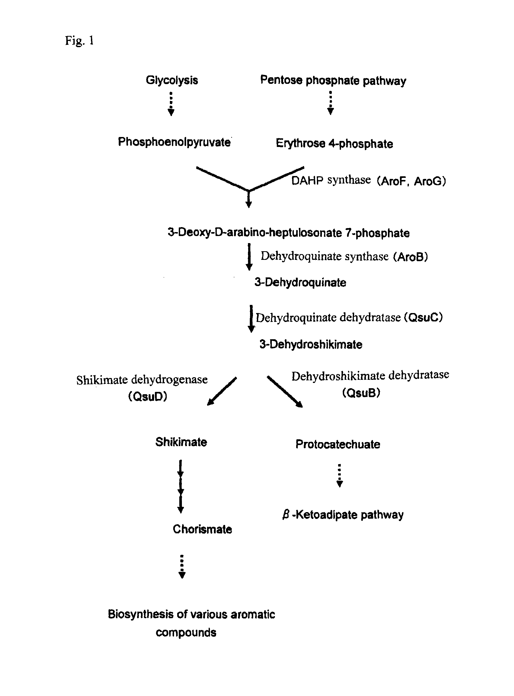 Method for producing polymer, method for producing organic acid, and organic acid-producing microorganism