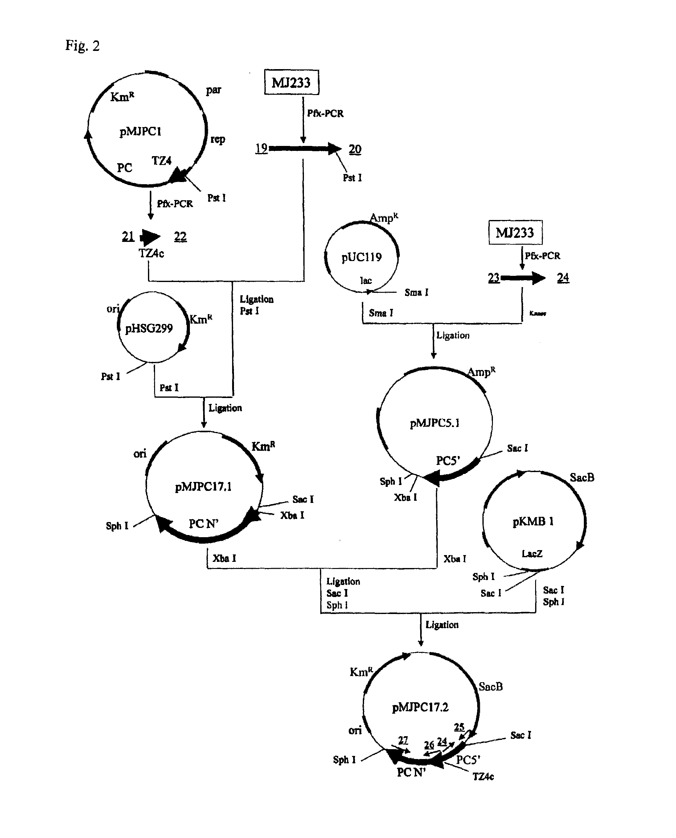 Method for producing polymer, method for producing organic acid, and organic acid-producing microorganism